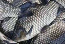 彭泽鲫是什么鱼？