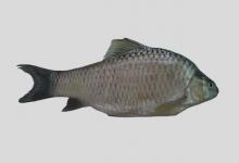 短身白甲鱼是什么鱼？