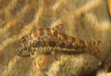 钝吻拟平鳅是什么鱼？