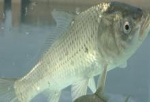 云南鲤是什么鱼？