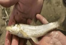 吻鮈是什么鱼？