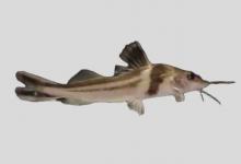 饰妆油鲶是什么鱼？