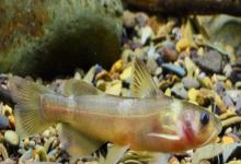 切尾鮠是什么鱼？