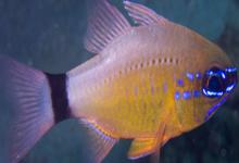 萨摩亚圣天竺鲷是什么鱼？