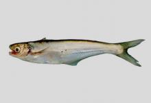 中华刀鲶是什么鱼？