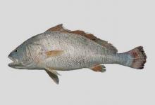 喙吻白姑鱼是什么鱼？