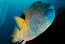 长吻唇鱼是什么鱼？