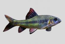 吉首光唇鱼是什么鱼？