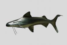 高山鸭嘴鲶是什么鱼？