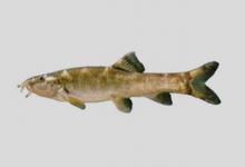 衡阳薄鳅是什么鱼？