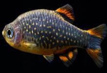 阿纳兹管竺鲷是什么鱼？