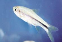 波鱼是什么鱼？