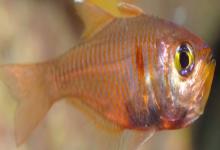 褐斑带天竺鲷是什么鱼？