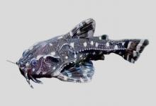 梳额蜴鲶是什么鱼？