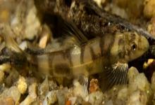 澜沧江华平鳅是什么鱼？