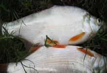 邛海鲌是什么鱼？