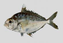 长棘鲾是什么鱼？