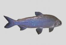 真白鲑是什么鱼？