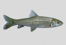 隐鳞裂腹鱼是什么鱼？