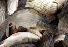 工程鲫和黄金鲫的区别