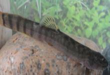 长南鳅是什么鱼？