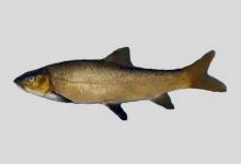 宽口裂腹鱼是什么鱼？