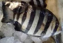 石鲷鱼价格多少钱一斤？