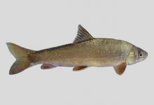 大理裂腹鱼是什么鱼？