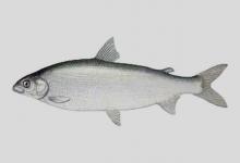 驼背白鲑是什么鱼？