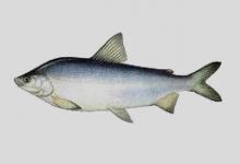 穆森白鲑是什么鱼？