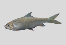 南方白甲鱼是什么鱼？