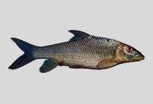 瓣结鱼是什么鱼？