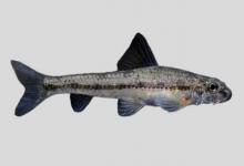 小鳔鮈是什么鱼？