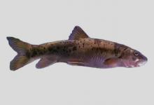 软刺裸裂尻鱼是什么鱼？