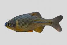蓝吻鳑鲏是什么鱼？