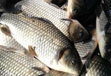 银鲫是杂交鱼吗？