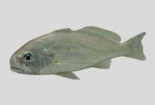 日本白姑鱼是什么鱼？