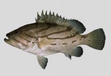 弓斑石斑鱼是什么鱼？