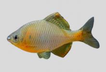黄腹鳑鲏是什么鱼？