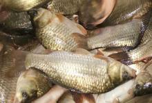 工程鲫是转基因鱼吗？