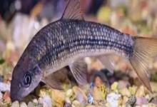 异华鲮是什么鱼？