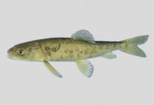 甘子河裸鲤是什么鱼？