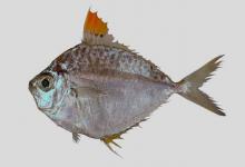 黄斑光胸鲾是什么鱼？