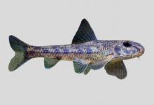 建德小鳔鮈是什么鱼？