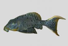 颊须拟锉鳞鲶是什么鱼？