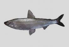 欧白鲑是什么鱼？