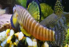 长汀拟腹吸鳅是什么鱼？