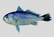 大头白姑鱼是什么鱼？