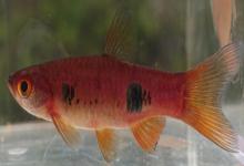 大点波鱼是什么鱼？