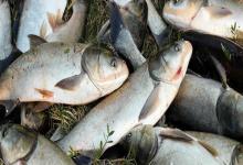 大鳞鲢是什么鱼？